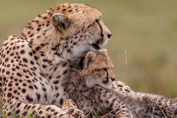 Maasai Mara Safari